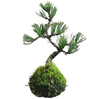 Amazon.co.jp: 盆栽妙 苔玉 五葉松の苔玉盆栽 ミニ盆栽 観葉植物